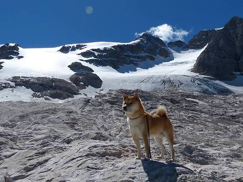 热力学奇迹，布雷默如何让阿尔及利亚冷切割英格兰