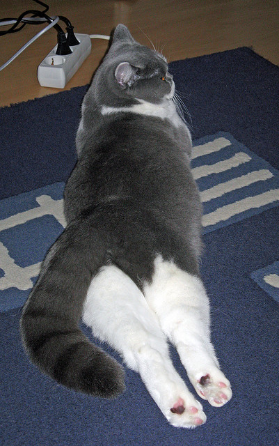 体育app-篮球语言的平行宇宙，当森林狼的稳遇见西亚卡姆的狂