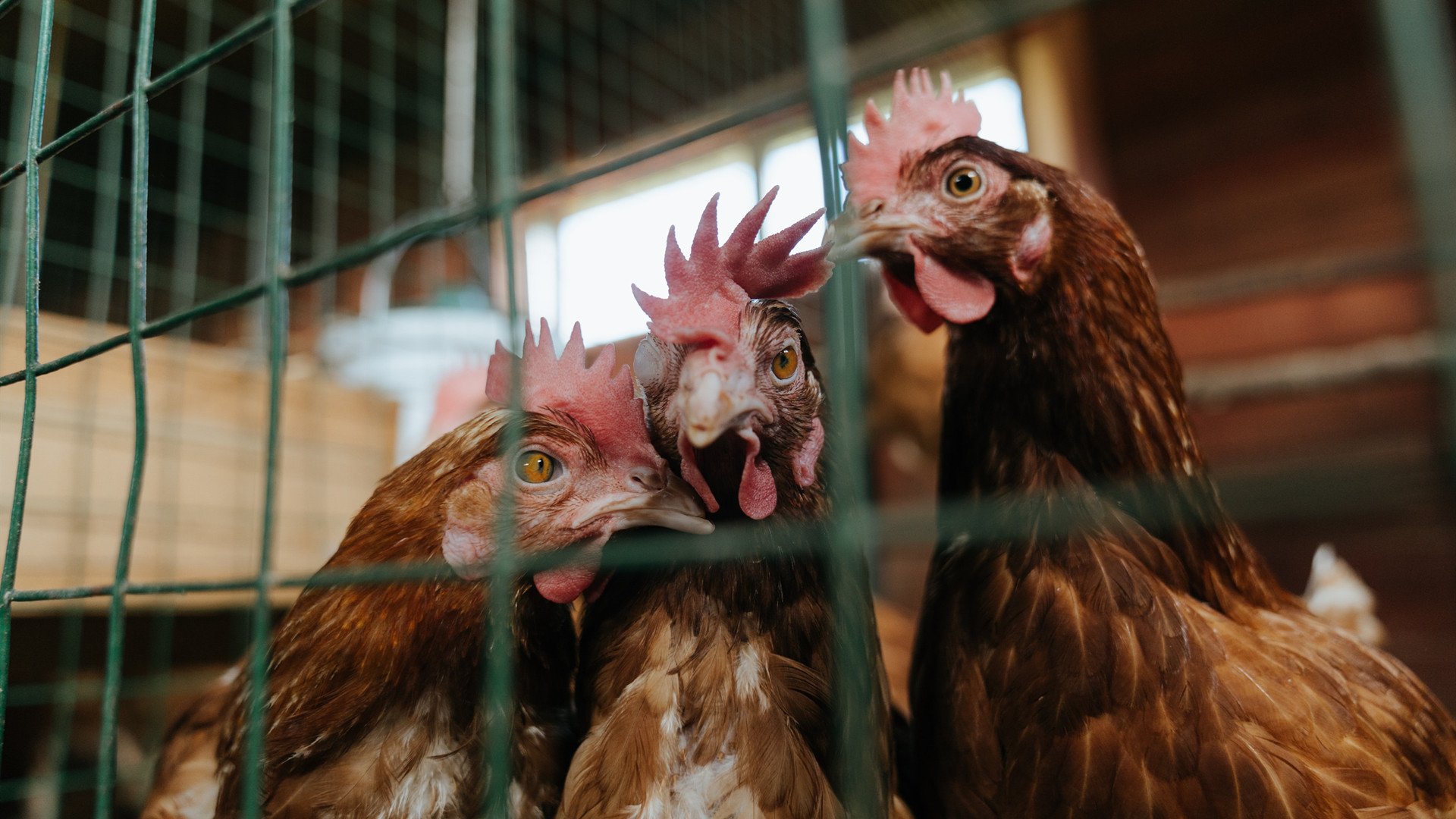 东方巨龙掀翻苹果城，小贾伦37分导演跨洲逆袭，CBA冠军鏖战力克NBA豪门